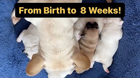 French Bulldog Puppies: From Birth to 8 Weeks - A Journey of Growth & Love