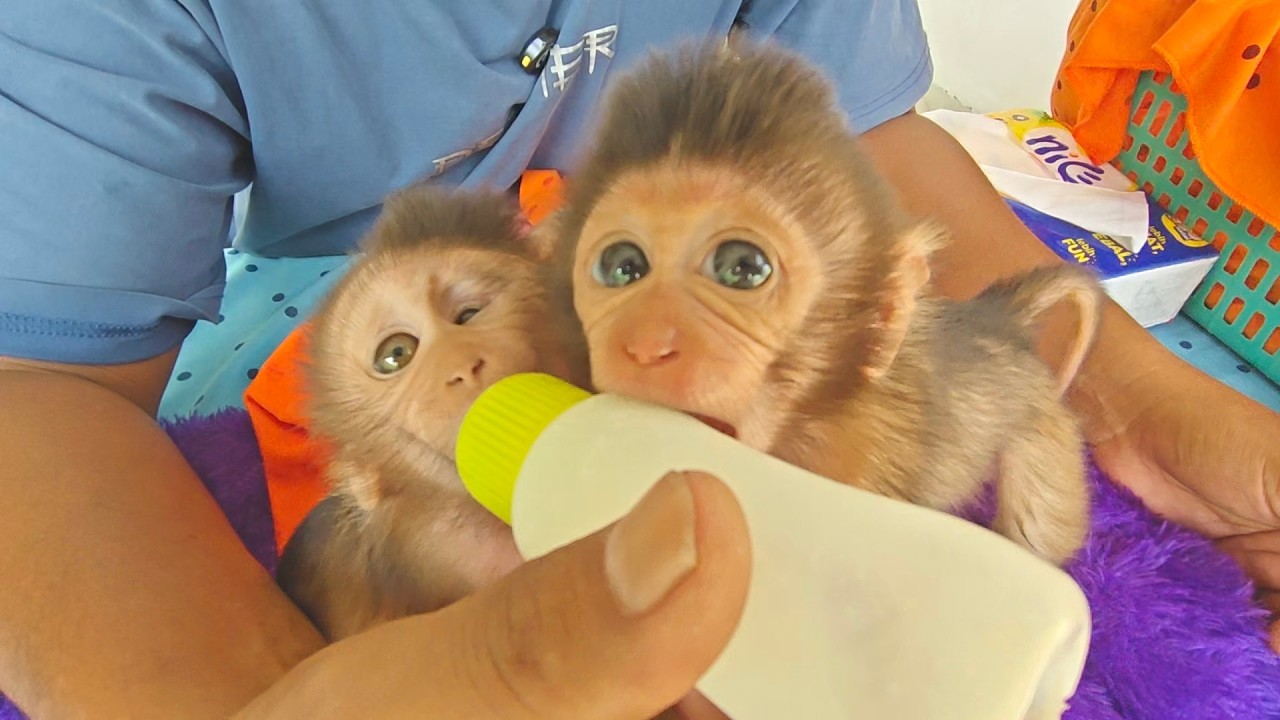 OMG😰😱 The new baby monkey wants to snatch Maya's milk bottle, not afraid of Maya at all