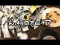 新しい生餌を購入してきました