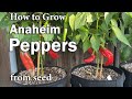 How to grow peppers in containers from seed  easy planting guide