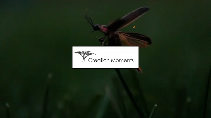 Synchronized Fireflies