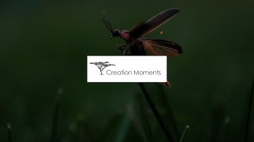 Synchronized Fireflies