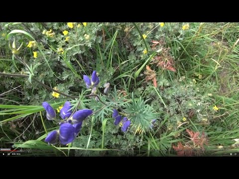 АКОНИТ БОРЕЦ || Польза качество применение