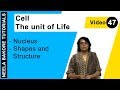 Cell  - The Unit of Life - Nucleus - Shapes and Structure