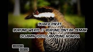 🔴Suara pikat burung weris/Burung sintar semak 100% langsung nongol