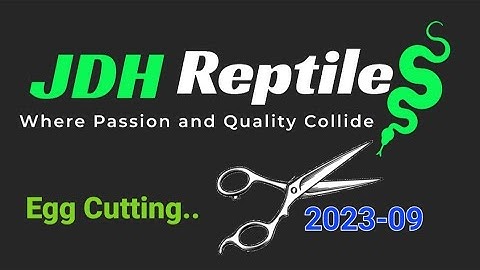 Egg Cutting - Clutch 9 of 2023