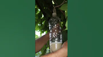 Белокрылка уйдет с участка! БЕЗ ХИМИИ