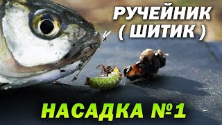 Ручейники — лучшая насадка для рыбалки на фидер весной на реке