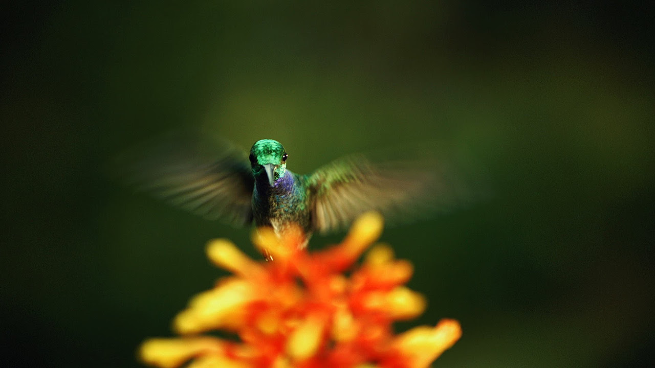 The hidden beauty of pollination   Louie Schwartzberg