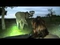 March 17, 2016 Sunrise Drive. Brent with Elephant Bull in Musth (holey ear)