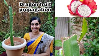 Dragon fruit ಗಿಡ ನೆಡುವುದು ಹೇಗೆ ? ಹೊಸ ಗಿಡ ತಯಾರಿ|  grow dragon fruit in pot | Dragon fruit propagation
