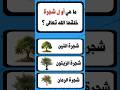 ما هي أول شجرة خلقها الله تعالى 