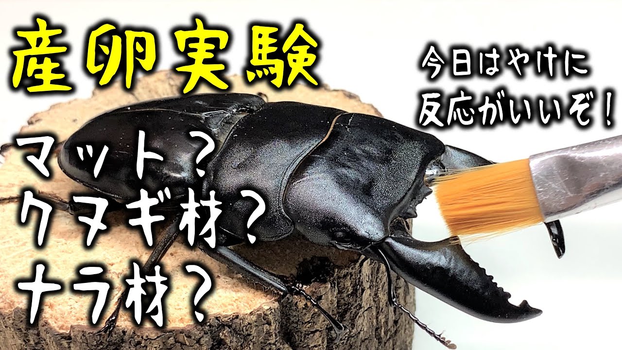 I want to experiment to find the best egg-laying method for the 