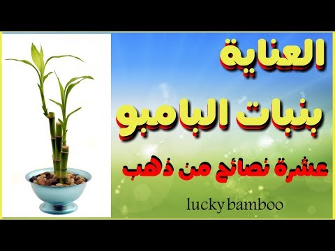 عشرة نصائح ذهبية للعناية بنبات البامبو lucky bamboo