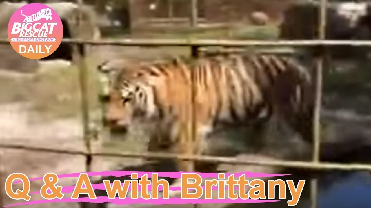 tiger has gone home from tiger has gone home from