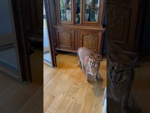 Asking Pumba to leave