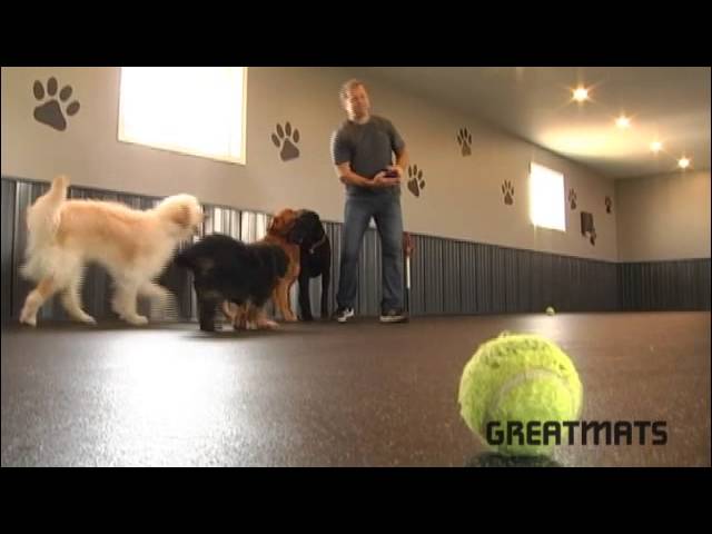 Doggy Daycare Floors The Top 5