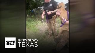 SPCA rescues starving dogs from Hunt County ranch