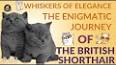 The Allure of Cats: Feline Companionship Through the Ages ile ilgili video