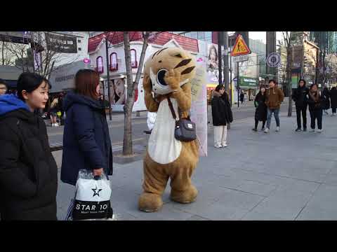 JHKTV] 신촌 명물고양이 고민보다 go shin chon special <strong>cat</strong>  Go rather <strong>than</strong> worry