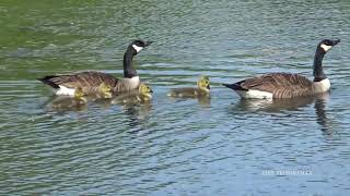 Patos voladores del lago ROGERS PARK / Canadian goose