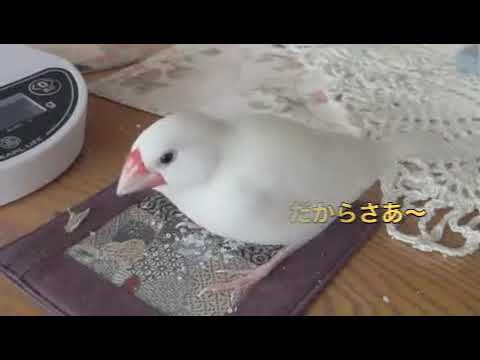 文鳥動画 白文鳥 お米 やめられない！とまらない！
