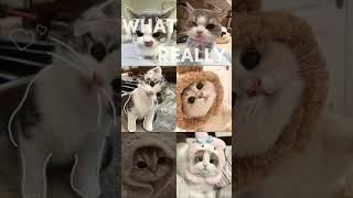 ATTENDANCE WHO'S EARLY!#onthisday #cutecat #fyp