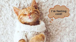 Signs Your Cat Might Be Feeling Cold