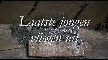 Laatste jonge boerenzwaluwen uitgevlogen
