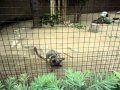 Wallaby jumping around  the la zoo