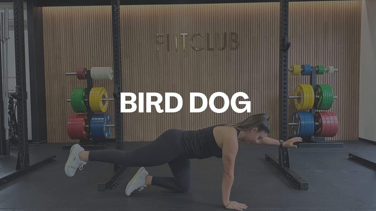 Bird Dog YouTube