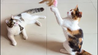 Two Cute Cats Playing With Stick😻😜 | Angle Leo by Angle Leo 4,217 views 3 months ago 31 seconds