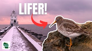 The Unbelievable Bird I've Never Seen...Until Today!