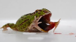 Frog ate large prey for the first time