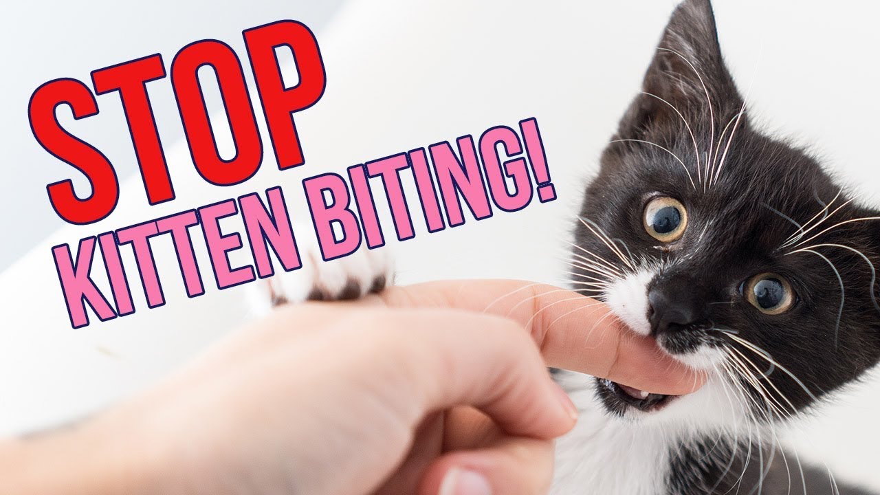 How To Get Kittens Not To Bite You Kitten Lady