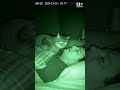 Cat Senses Irregular Breathing and Steadies It with Chest Pressure | Night Vision 🩺🐱 #Shorts