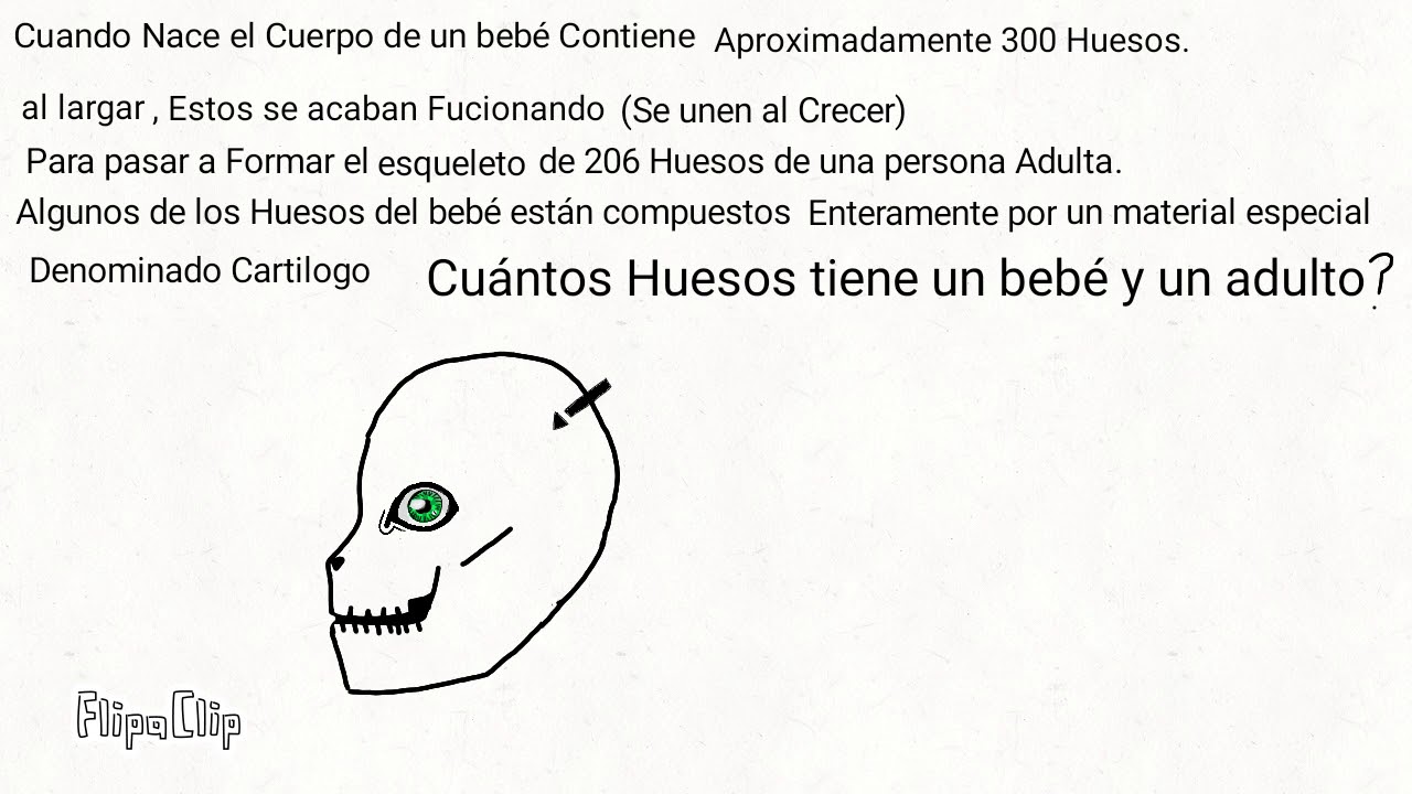 Cuántos Huesos tiene un bebé y un adulto?. Para qué sirven Los músculos