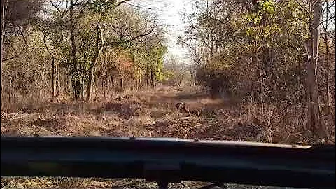 Tadoba#Leopard#Beast#Rule