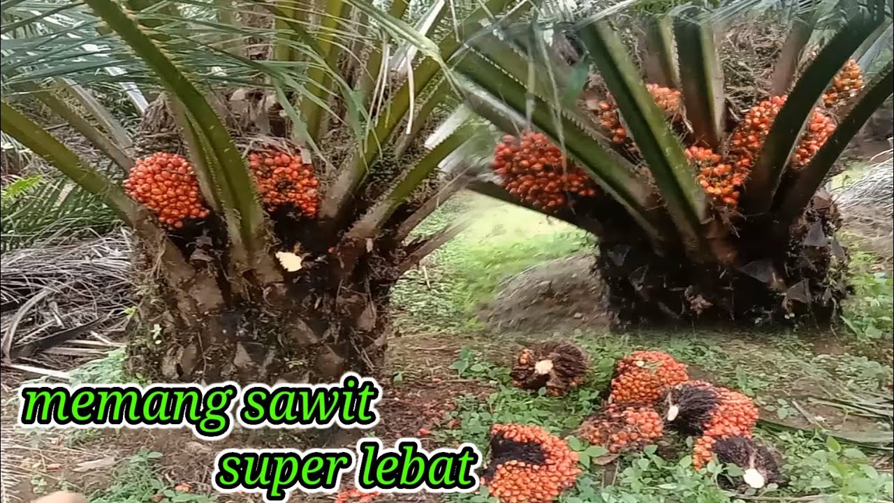 SJ 1 memang bibit sawit super lebat yang tiada tanding saat ini@Remi channel