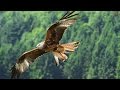 FLY LIKE AN EAGLE Native American Song Voar Como Águia Legenda PT FLY LIKE AN EAGLE Native American Song Voar Como Águia Legenda PT