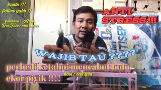 AWAS JANGAN SALAH PAHAM❗❗❗PERLUNYA MENCABUT EKOR MERPATI PIYIK,❗❗❗AREK BREBES