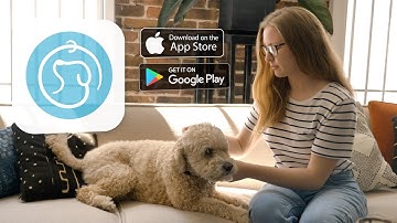 Meet PetCode: The Smart Tag for Smarter Pet Care