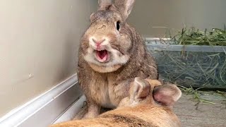 Tiny bunny loves giant needy wife