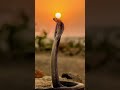#kingcobra#fact👑ये दुनिया का सबसे खतरनाक सांप जिसे किंग कोबरा या बेकार बोला जाता है#