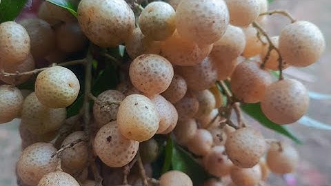 Cách ngâm mắc mật đơn giản nhất • Cuộc Sống Núi Rừng