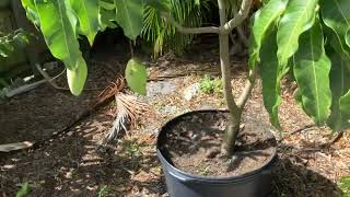 Early season mango variety (Nam Doc Mai #4) fruiting in a 25 gal container.