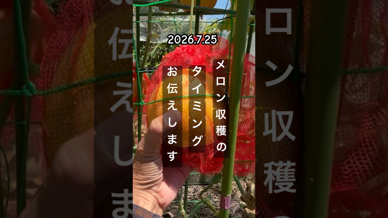 【メロンの収穫のタイミングをお伝えします】 #メロン栽培