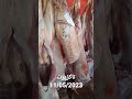 سوق تاكزيرت 11 05 2023 سوق تاكزيرت 11 05 2023