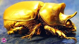 7 Hewan Peliharaan Termahal di Dunia