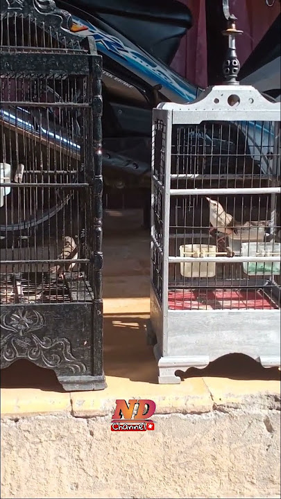 ciwa gacor tarung#burunggacor #burung #shots
